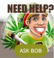 Stellen Sie Ihre Frage an Bob
